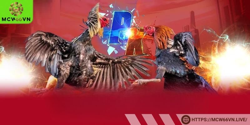 Nhiều hình thức cá cược chọi gà