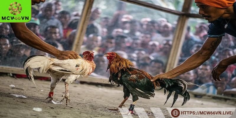 Thời gian trước khi trận đấu chọi gà bắt đầu