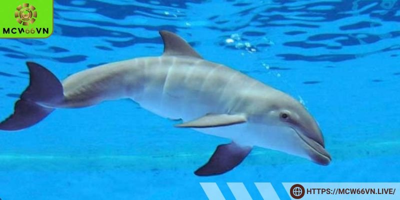 Giải mã mơ thấy cá heo bơi lội vui vẻ