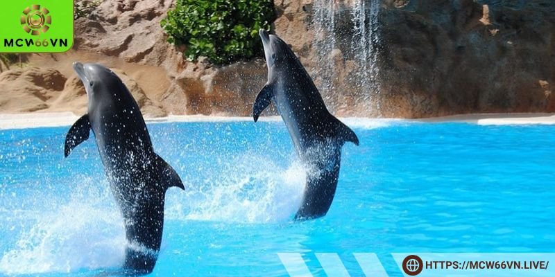 Nằm mơ thấy cá luôn nhảy lên mặt nước