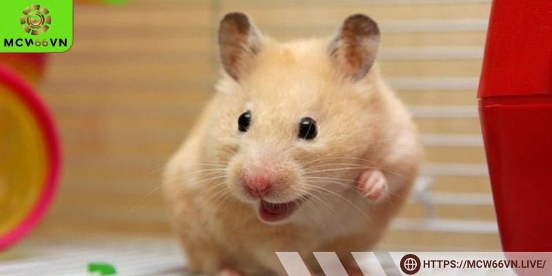 Chiêm bao thấy chuột kêu lớn